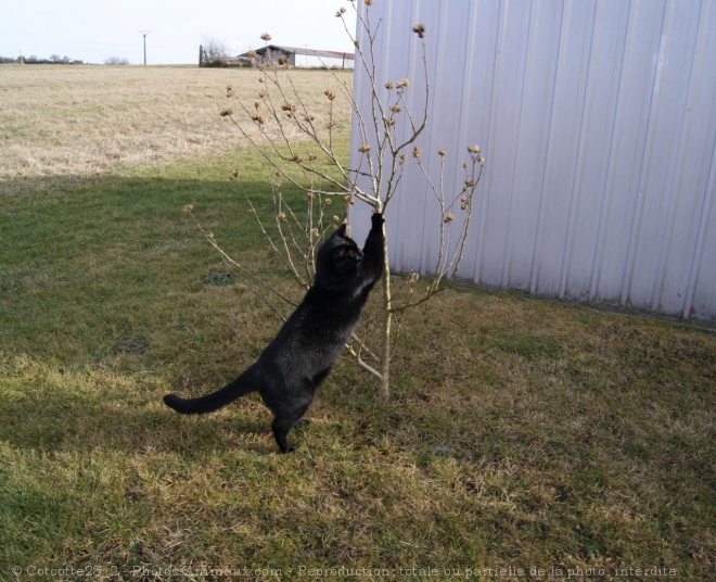 Photo de Chat domestique