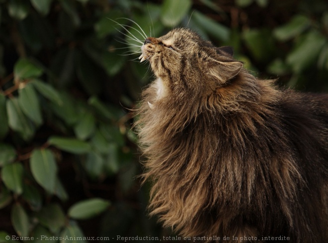 Photo de Chat domestique