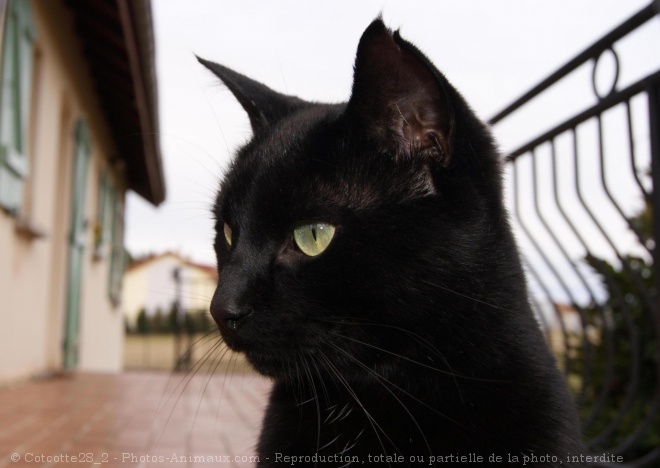 Photo de Chat domestique