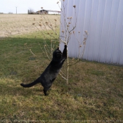 Photo de Chat domestique