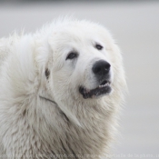 Fond d'cran avec photo de Chien de montagne des pyrnes