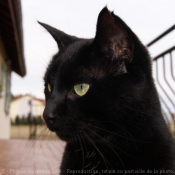 Photo de Chat domestique