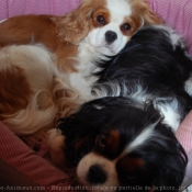 Photo de Cavalier king charles spaniel