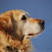 Photo de Golden retriever