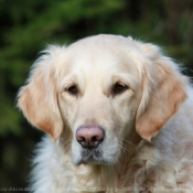 Photo de Golden retriever