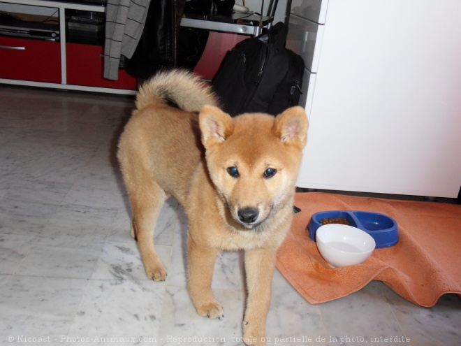 Photo de Shiba