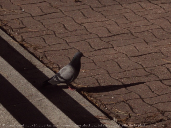 Photo de Pigeon