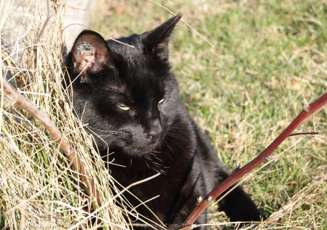 Photo de Chat domestique