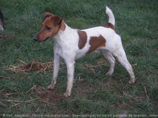 Photo de Foxhound anglais