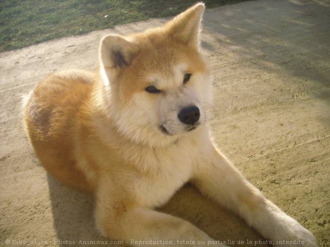 Photo d'Akita inu