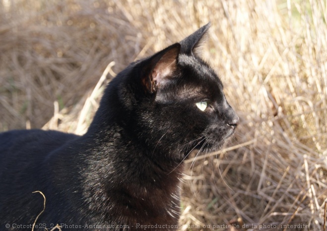 Photo de Chat domestique