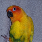 Photo de Conure soleil