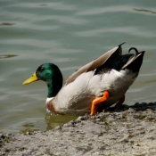 Photo de Canard colvert