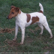 Photo de Foxhound anglais