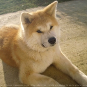 Photo d'Akita inu