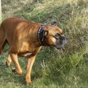 Photo de Boxer