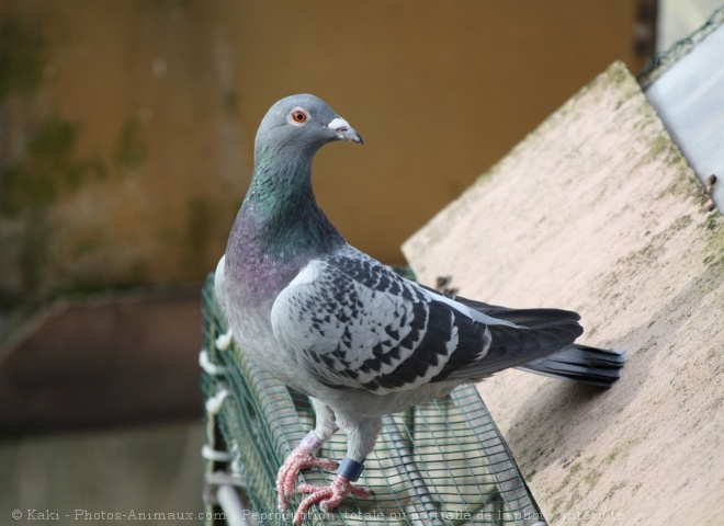 Photo de Pigeon