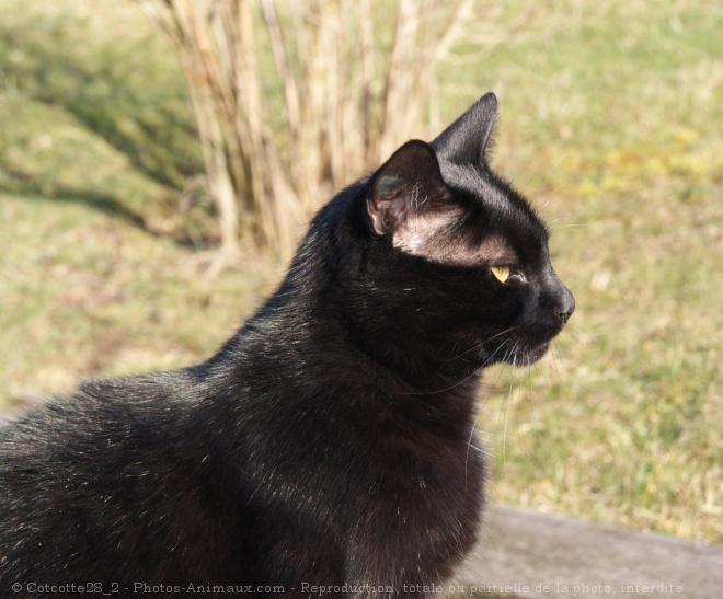 Photo de Chat domestique