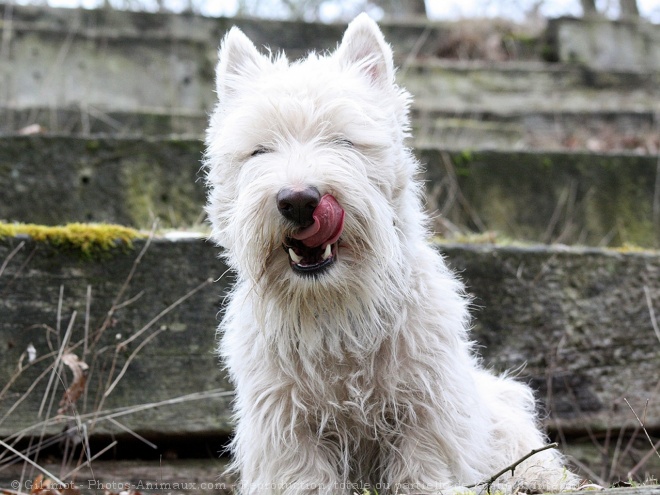 Photo de Scottish terrier