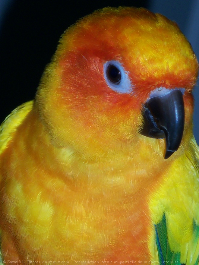 Photo de Conure soleil