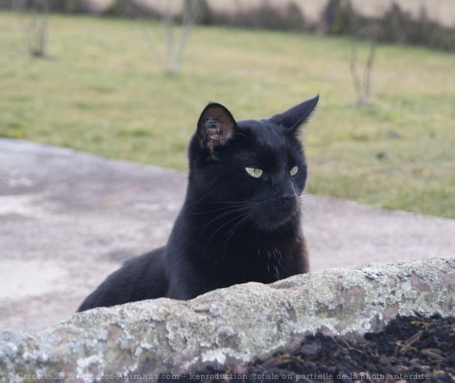 Photo de Chat domestique