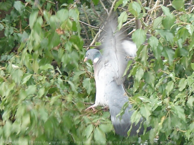 Photo de Pigeon