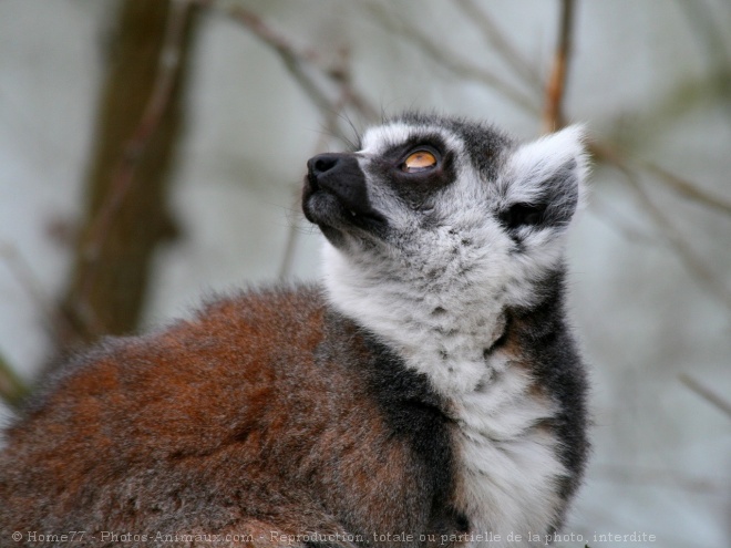 Photo de Lmurien - maki catta