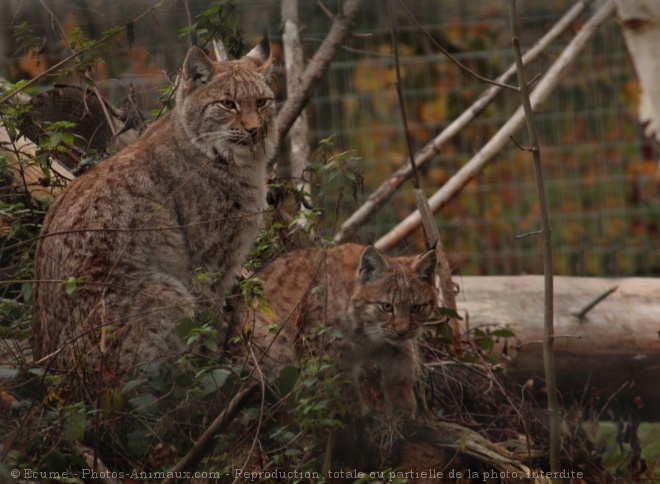 Photo de Lynx