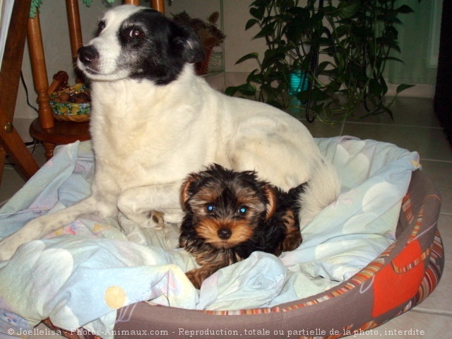 Photo de Yorkshire terrier