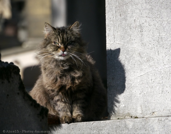 Photo de Chat domestique