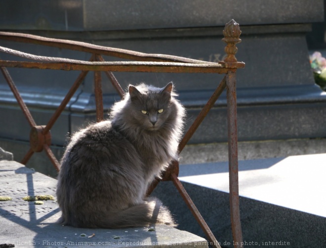 Photo de Chat domestique