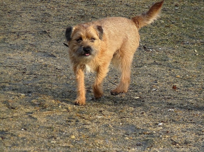 Photo de Border terrier