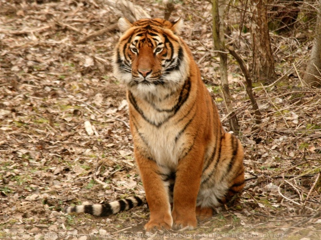 Photo de Tigre