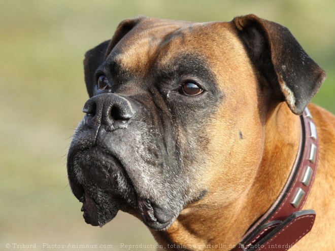 Photo de Boxer