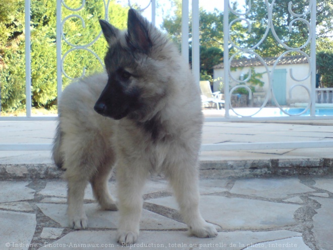 Photo de Berger belge tervueren