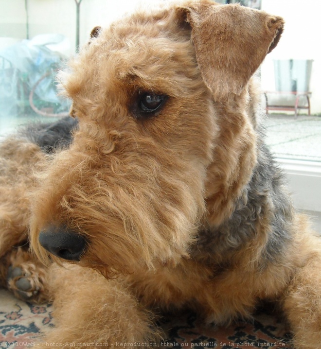 Photo d'Airedale terrier