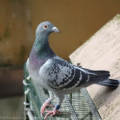 Photo de Pigeon