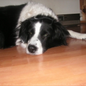 Photo de Border collie