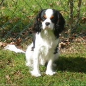 Photo de Cavalier king charles spaniel