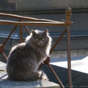 Photo de Chat domestique