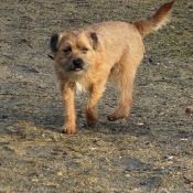 Photo de Border terrier