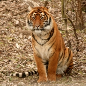 Photo de Tigre