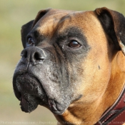 Photo de Boxer