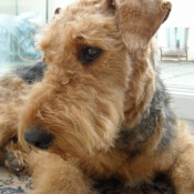 Photo d'Airedale terrier