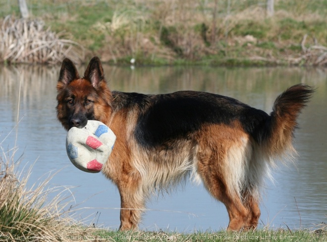 Photo de Berger allemand  poil court