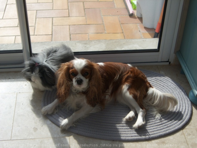 Photo de Cavalier king charles spaniel