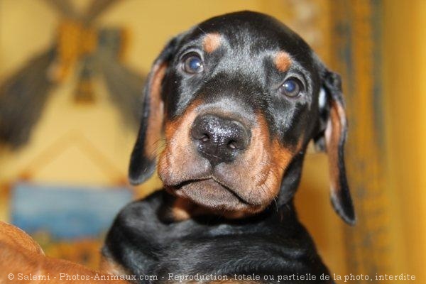 Photo de Dobermann