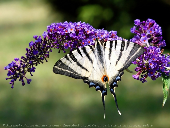 Photo de Papillon - l'ocell rubann