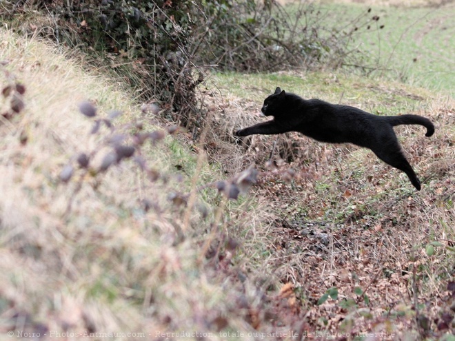 Photo de Chat domestique