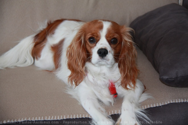 Photo de Cavalier king charles spaniel